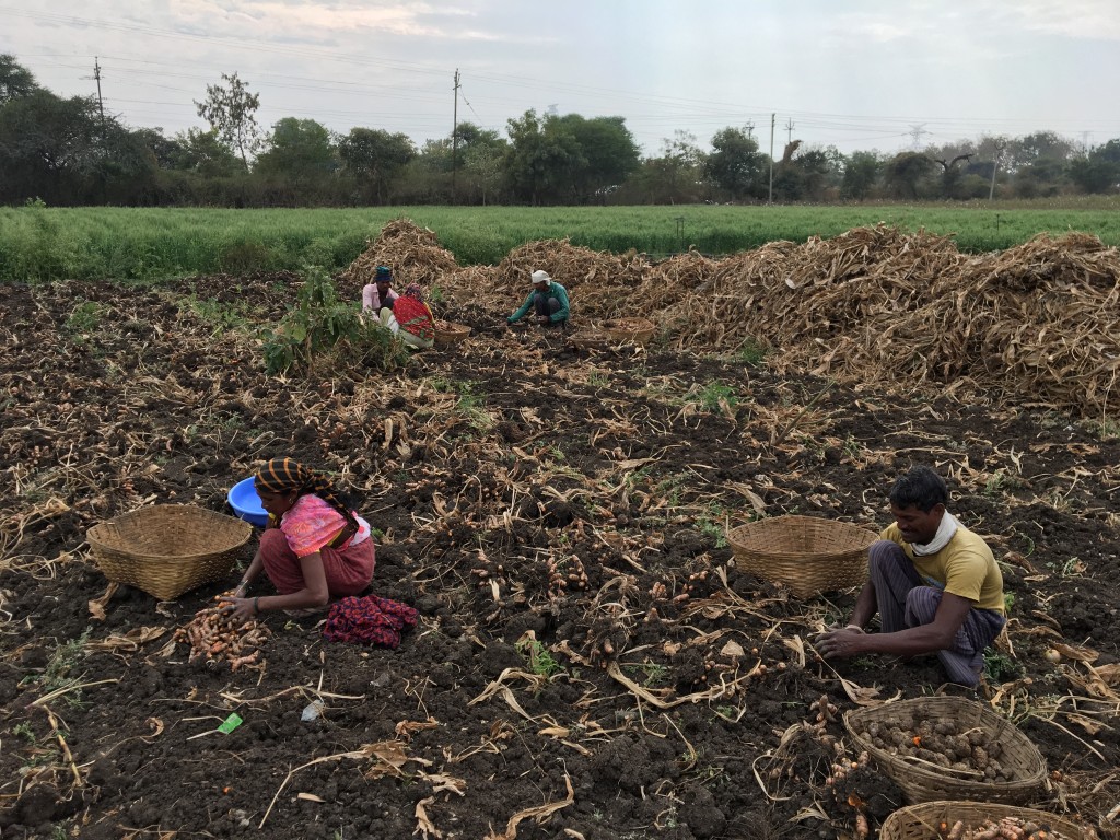 Turmeric harvesting in the village of Waigao, India. (Tavish Fenbert)